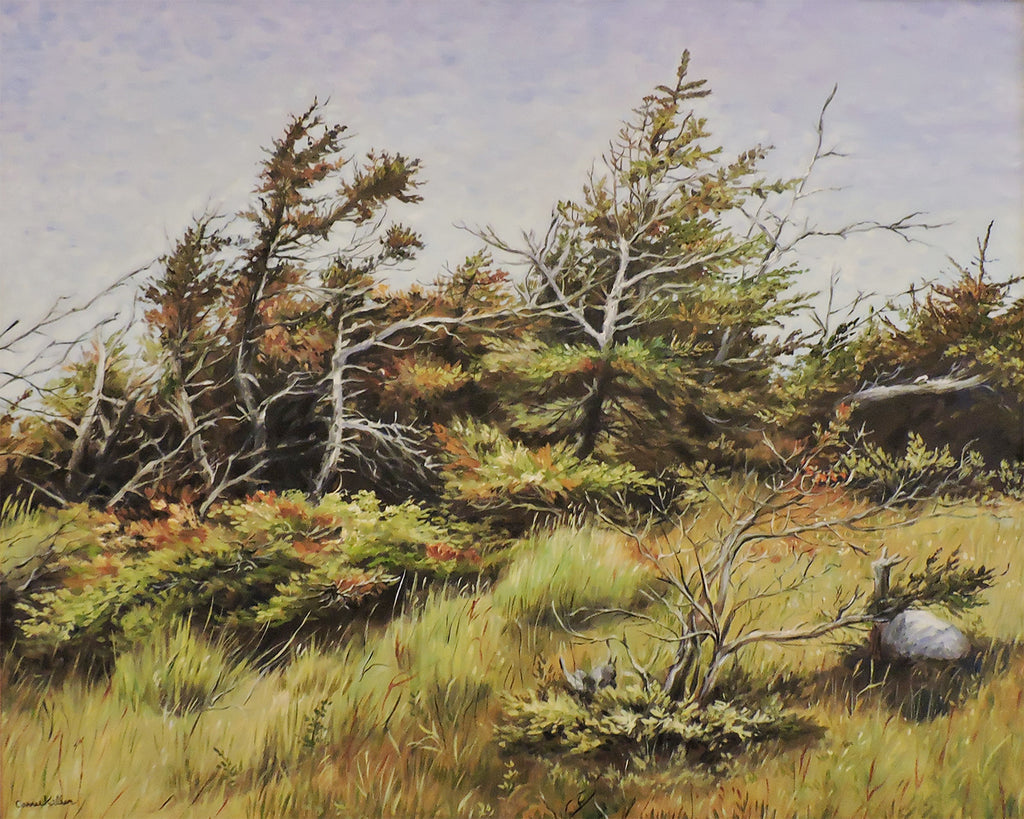 Newfie Shore Trees - Oil on Canvas