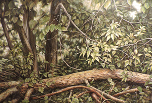 Fallen Tree